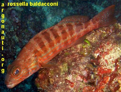 serranus perchia