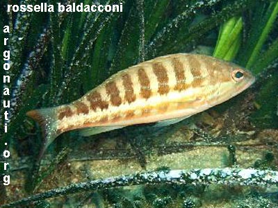 serranus perchia