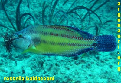 symphodus tordo pavone