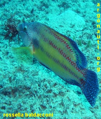 symphodus tordo pavone
