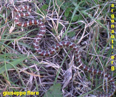 colubro leopardino