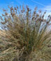 monocotiledoni