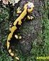 salamandra