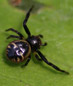 aracnidi