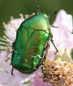 coleotteri