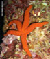stelle marine