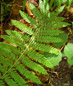 felci