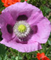 fiori
