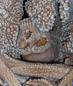 fossili