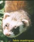 mustelide