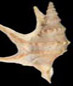 molluschi