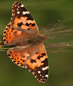 lepidotteri