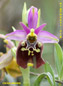 orchidee