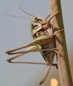 ortotteri