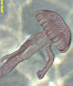 meduse